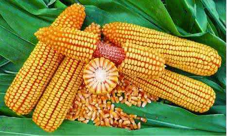 玉米种子由种皮,胚和胚乳3部分组成.